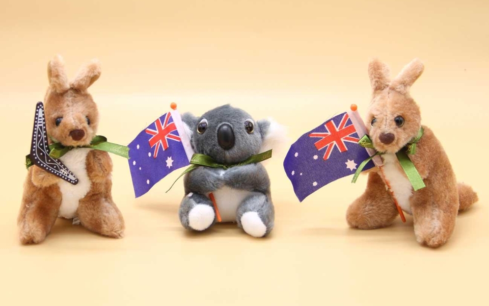 gấu bông chuột túi và gấu Koala
